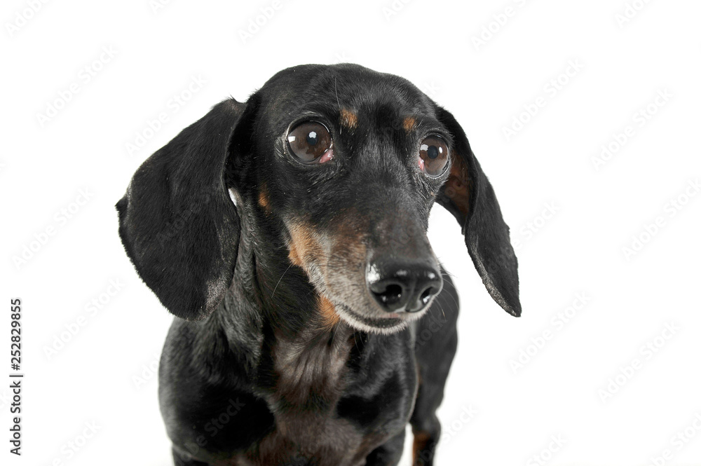 Black and tan short haired dachshund portrait in white studio Black and tan short haired dachshund portrait in white studio
