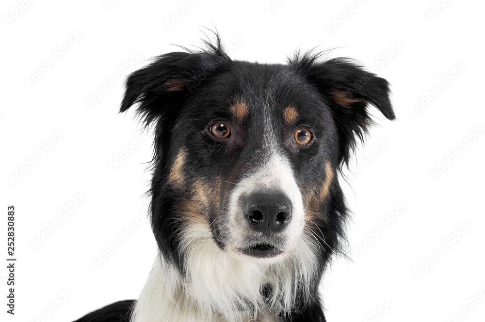 shepherd dog portrait in a white photo studio background
