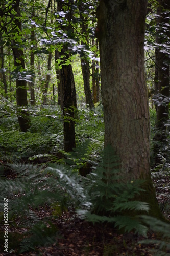Wallpaper Mural woodland leaves Torontodigital.ca