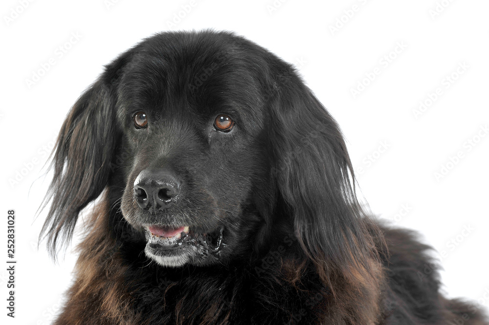 Nice Newpoungland dog relaxing in a white photo studio background Nice Newpoungland dog relaxing in a white photo studio background