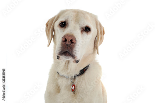 Cute labrador retriever dog portrait in a white studio