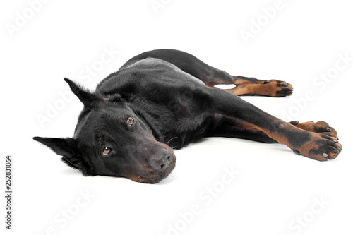 Lovely Beauceron relaxing in a white photo  studio background © kisscsanad