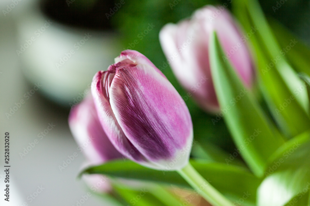 Fototapeta premium red tulip flower close up