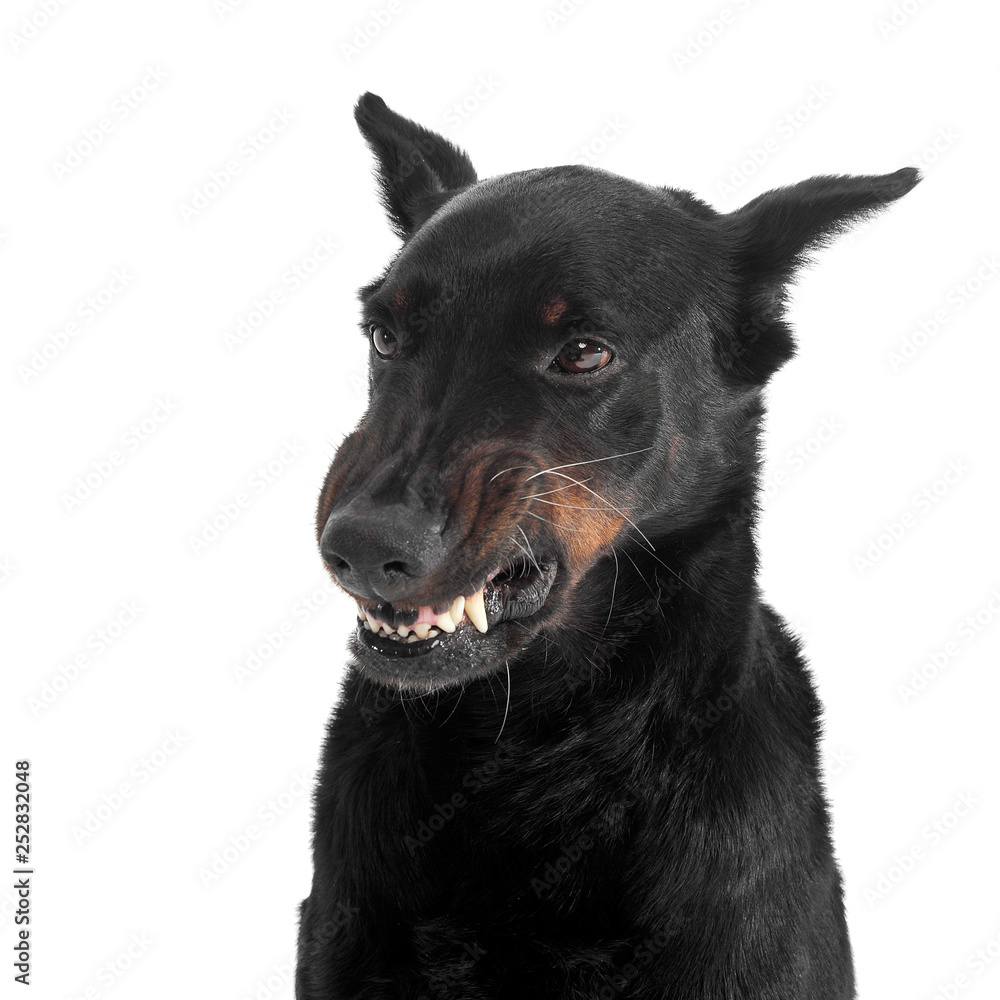 fearful Beauceron flashes teeth in a white photo studio background