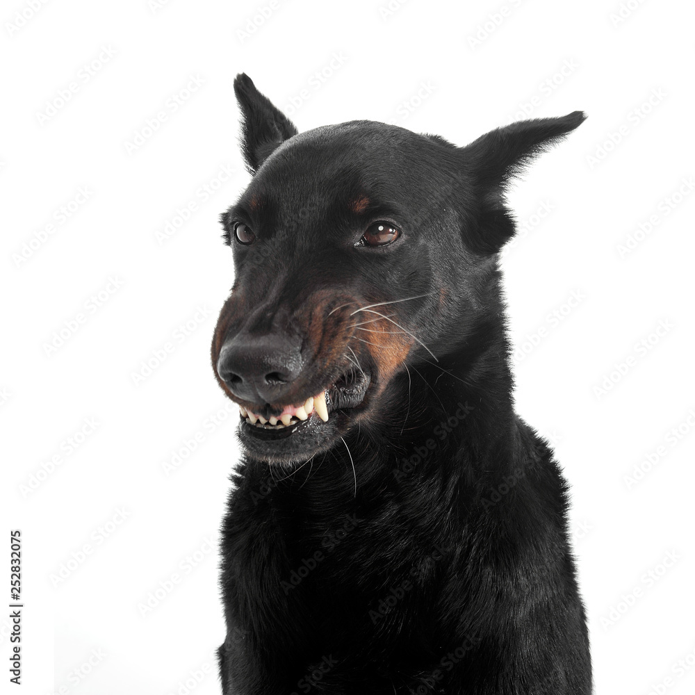fearful Beauceron flashes  teeth in a white photo studio background