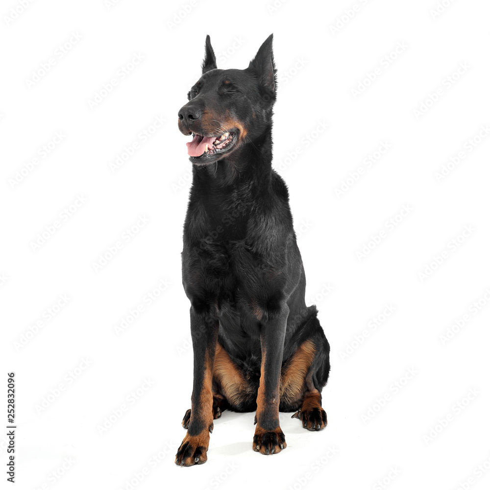 Lovely Beauceron give high five in a white photo studio background