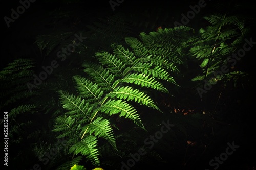 fern