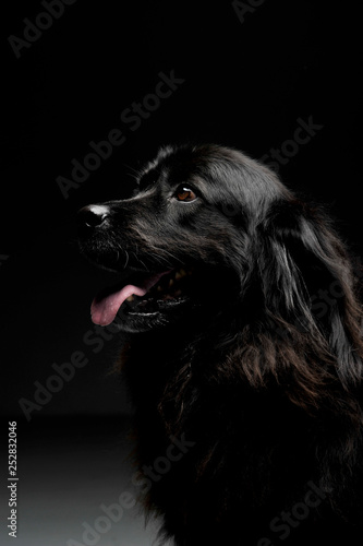 Nice Newpoungland dog portorait in a dark photo studio background