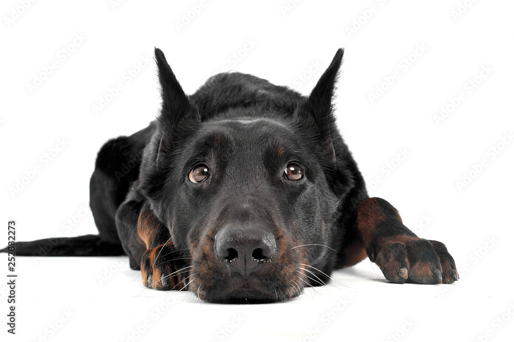 Lovely Beauceron relaxing in a white photo photo studio background