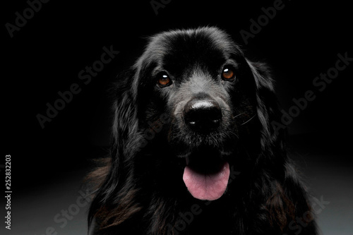 Nice Newpoungland dog portorait in a dark photo studio background © kisscsanad