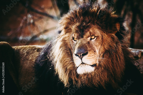 Fototapeta Naklejka Na Ścianę i Meble -  Lion majestueux