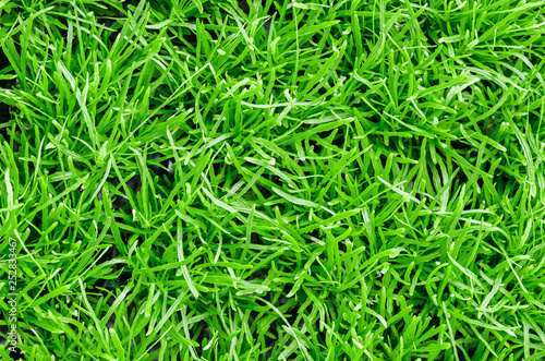 Nature green grass background.