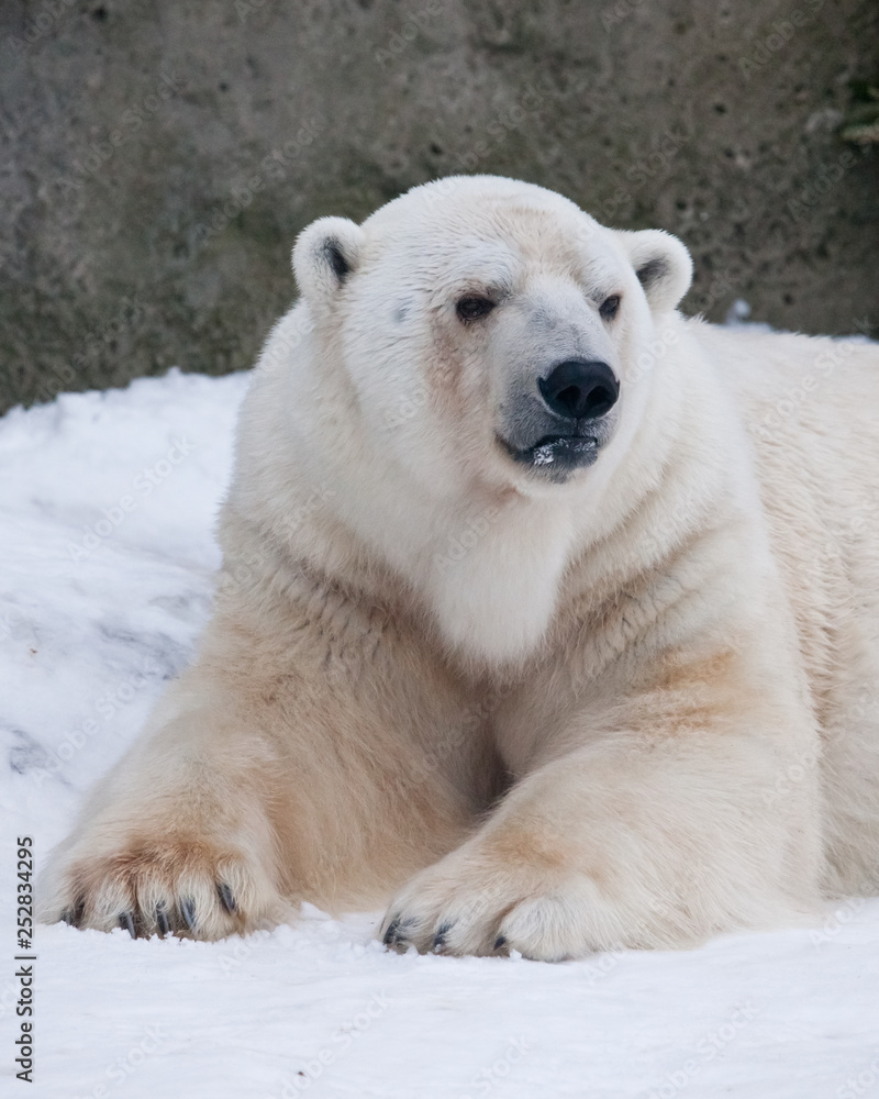 The polar bear attentively looks, sitting in the snow, a powerful arctic beast close-up. The polar bear attentively looks, sitting in the snow, a powerful arctic beast close-up.