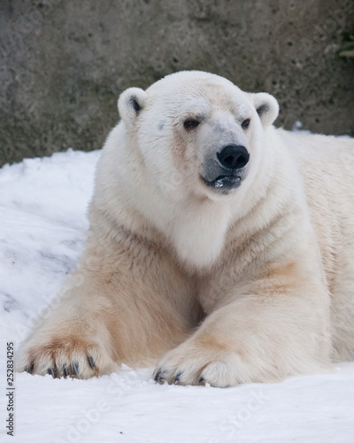 The polar bear attentively looks, sitting in the snow, a powerful arctic beast close-up.