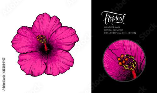 Vector pink hibiscus flower isolated on white background. Tropical hand-drawn exotic flower illustration for summer poster, hibiscus tea packaging, textile design, beach party decoration, wedding.