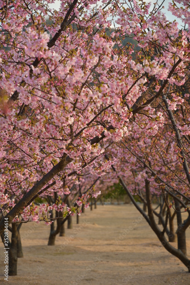 河津桜　アーチ