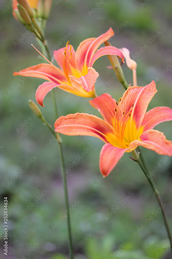 Orange flower lily in the garden