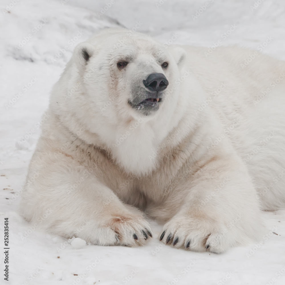Stands up threateningly Powerful polar bear lies in the snow, close-up