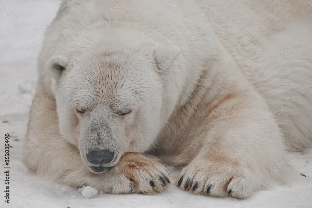 sleeps closing his eyes and resting his head on his paw. Powerful polar bear lies in the snow, close-up sleeps closing his eyes and resting his head on his paw. Powerful polar bear lies in the snow, close-up