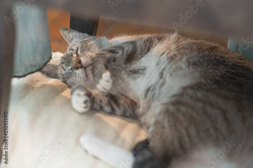 Sleeping cat