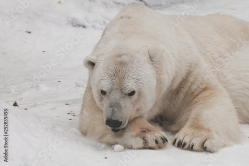 lies with his head on his paw. Powerful polar bear lies in the snow, close-up