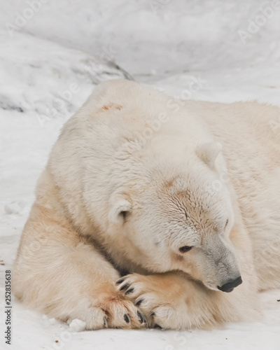 He thought about putting his nose on his paws. Powerful polar bear lies in the snow, close-up