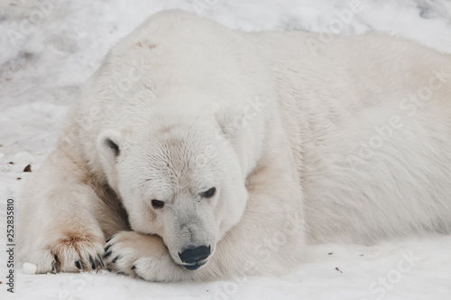 He thought sadly putting his nose on his paws.Powerful polar bear lies in the snow, close-up