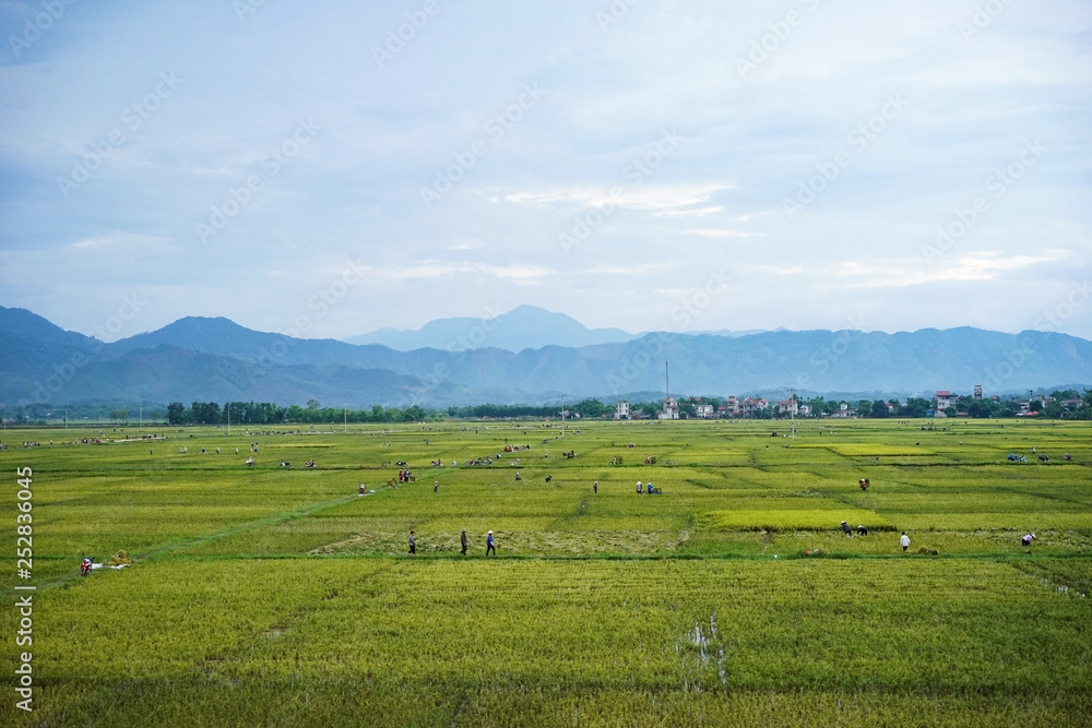 endless rice field endless rice field