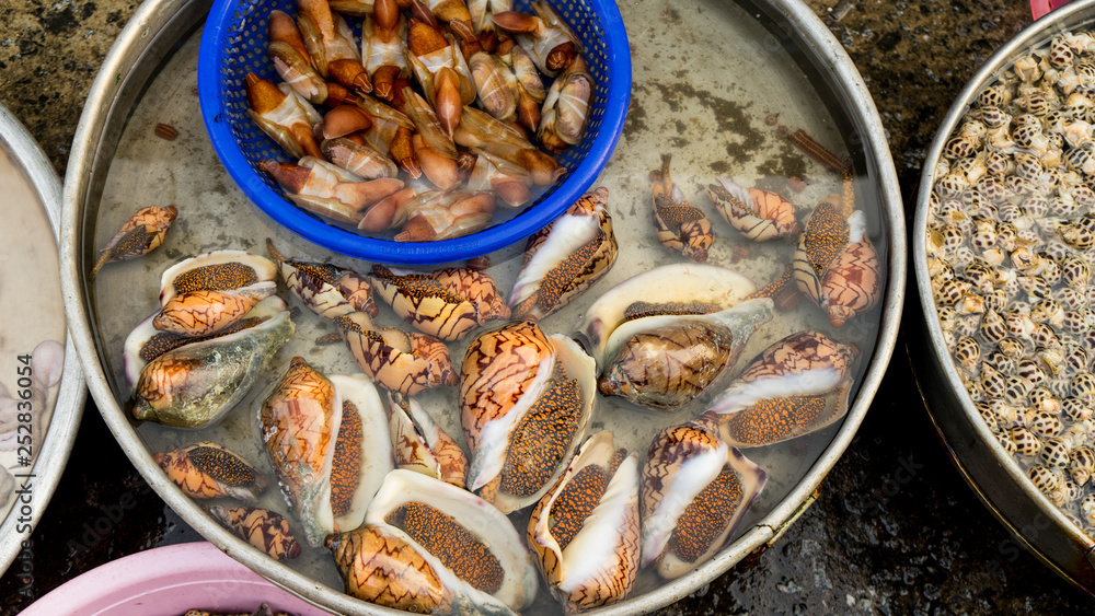 Seafood. Close up of raw mollusk in shells on the vietnamese market.Large beautiful sea snail Seafood. Close up of raw mollusk in shells on the vietnamese market.Large beautiful sea snail