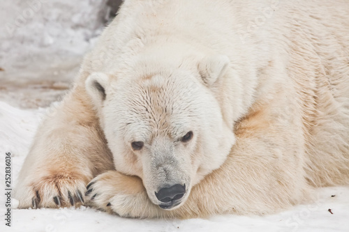 Pensively lying with his face on his paws, opening his eyes. Powerful polar bear lies in the snow, close-up