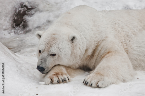 Bear thought, head and feet large.Powerful polar bear lies in the snow, close-up