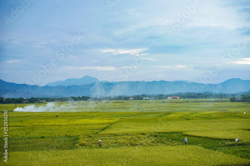 endless rice field photo
