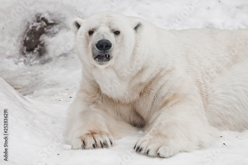 Dissatisfied rises, angry and awakened. Powerful polar bear lies in the snow, close-up