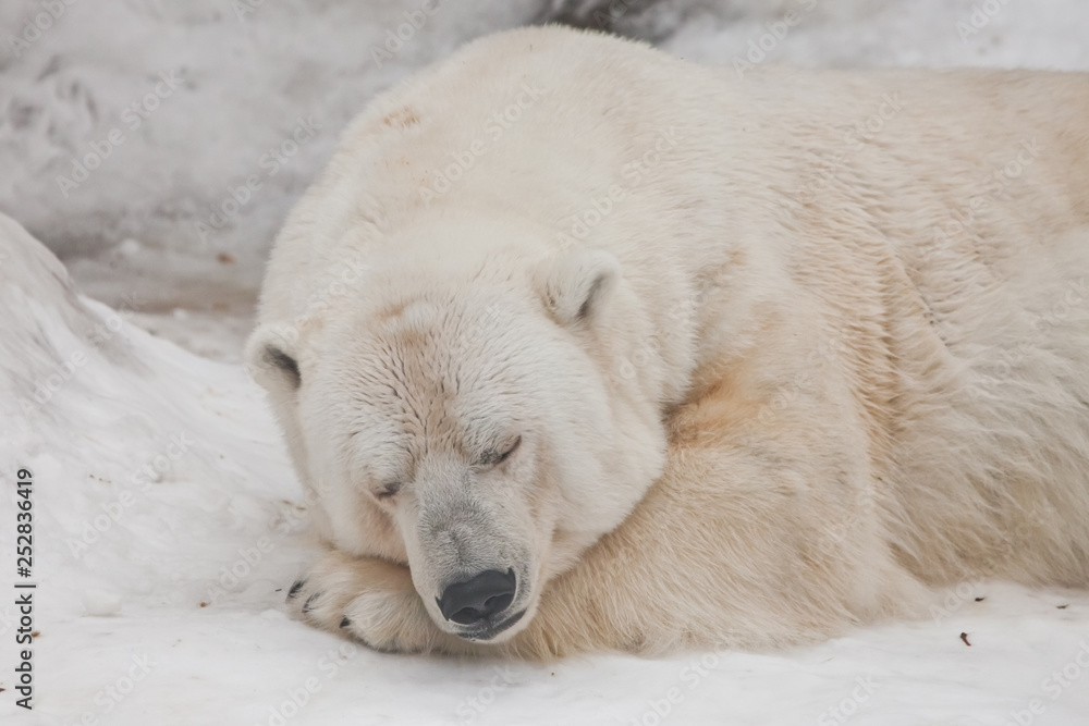 Comfort in the cold, restful sleep Powerful polar bear lies in the snow, close-up Comfort in the cold, restful sleep Powerful polar bear lies in the snow, close-up