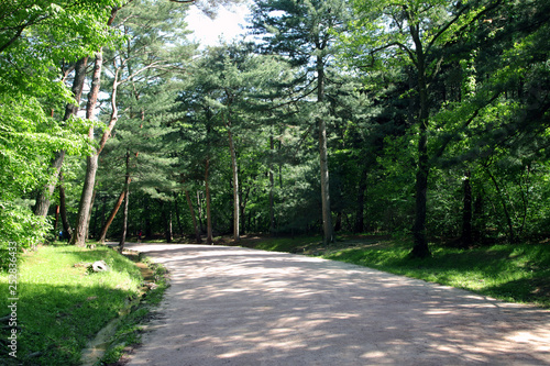 A forest trail of "Donggureung Royal Tombs", in Guri, South Korea.