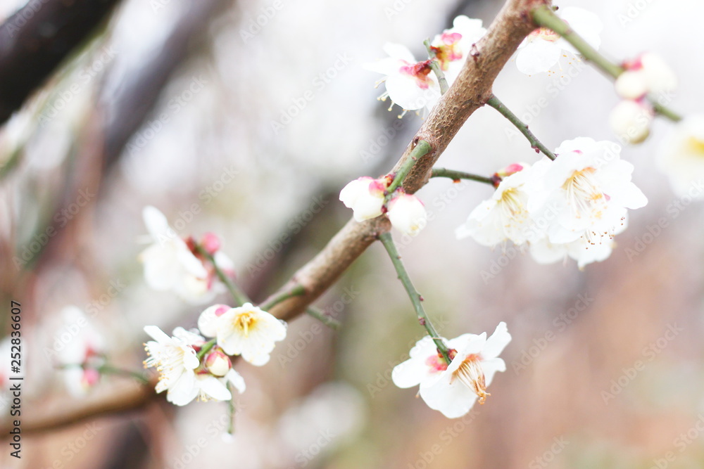 早春に咲く日本の白い梅の花
