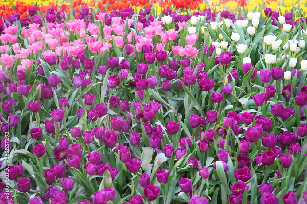 Tulipes de toutes les couleurs