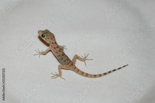 Wallpaper Mural House lizard or little gecko on a white sheet. Torontodigital.ca