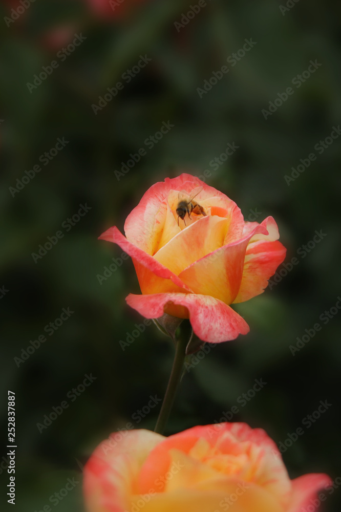 A yellow/orange garden rose