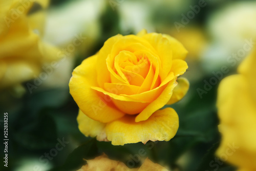 A yellow garden rose. 
