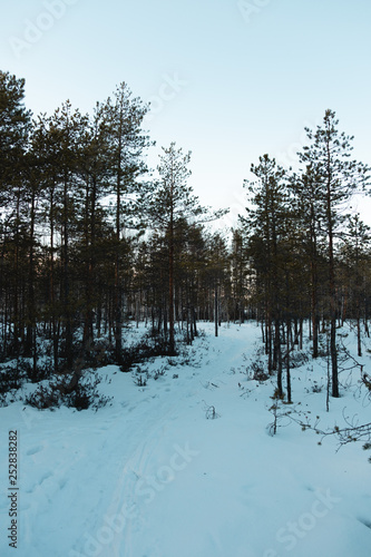 Beautiful Finnish winter forest in Lappi Lapland Finland!  © Roope