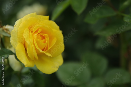 A yellow garden rose.  © JIHYUN