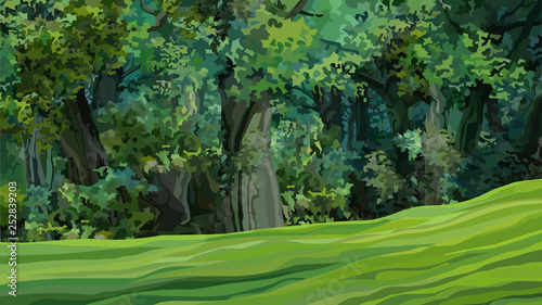 cartoon thick green deciduous forest with green glade