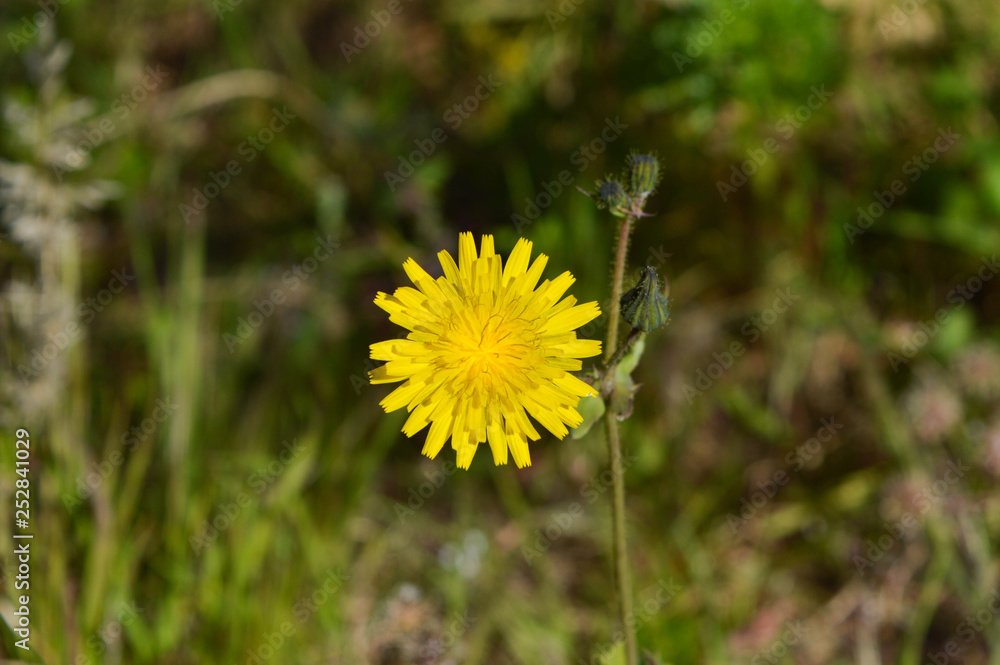 Close-up of Common Sowthistle Flowers, Nature, Macro Close-up of Common Sowthistle Flowers, Nature, Macro