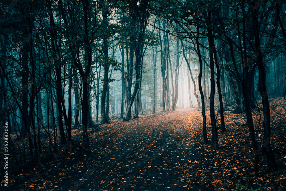 Fototapeta premium forest path with colorful autumn leaves on the ground, mysterious landscape