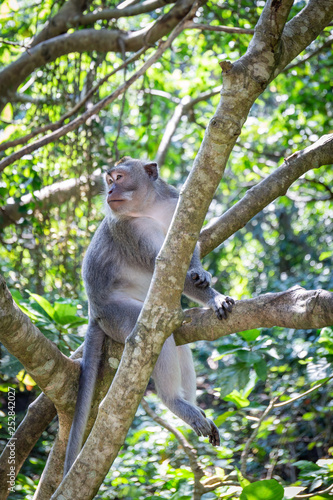 Affen im Affenwald in Ubud