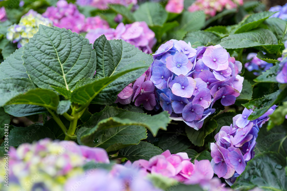 Purple Hydrangea flower Purple Hydrangea flower