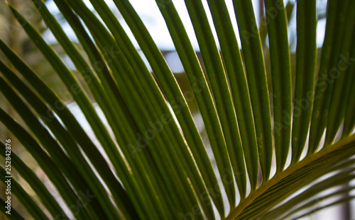 Green palm leaf backgraund
