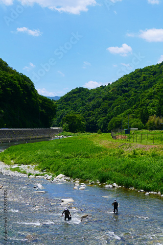 夏の風物詩。鮎の友釣りの名所、気仙川。陸前高田 岩手 日本。７月上旬。