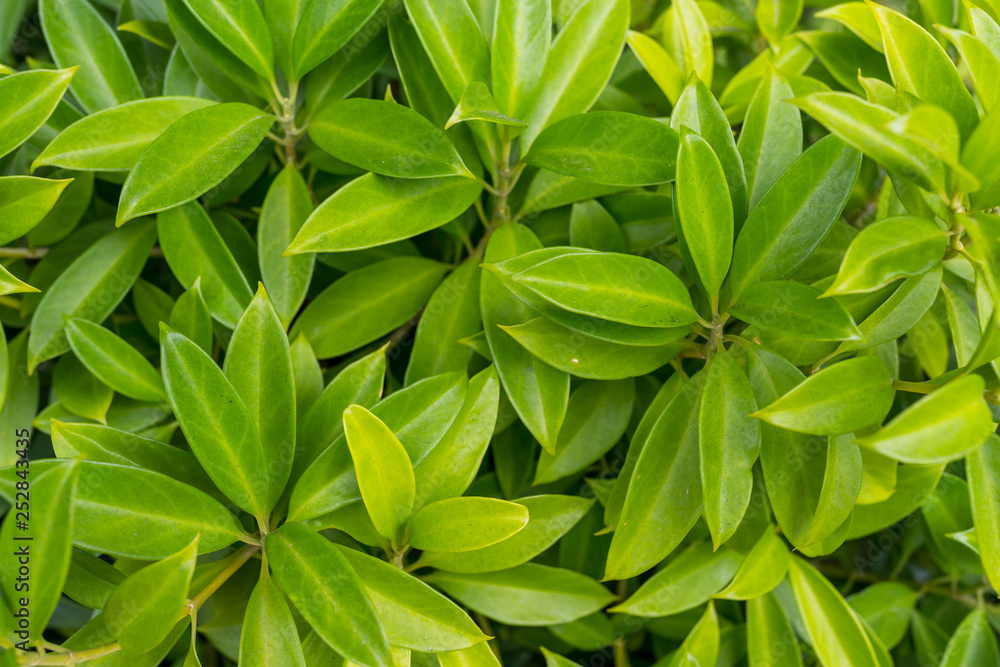 Aerial view of green plant Aerial view of green plant